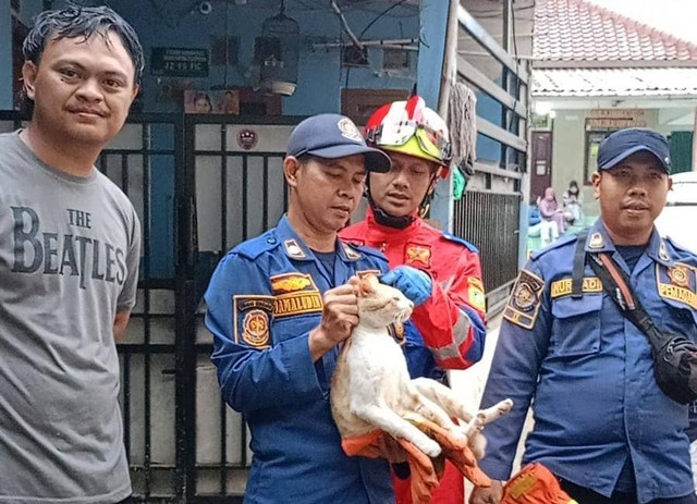 Si Oyen ditangkap Damkar Kabupaten Bogor. Dok: Damkar Kabupaten Bogor