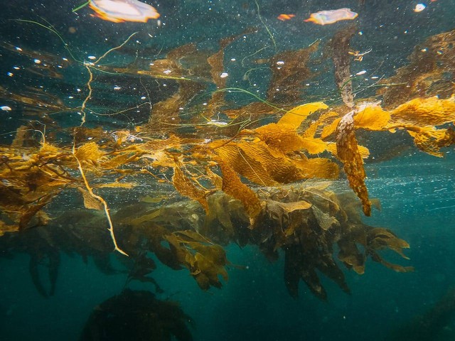 Apakah Rumput Laut Bisa Jadi Biofuel?  Ini Faktanya. Foto: Pexels