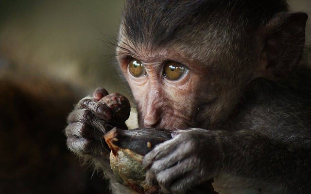 Ilustrasi sejarah hari primata Indonesia. Sumber: Vincent M.A. Janssen/pexels.com