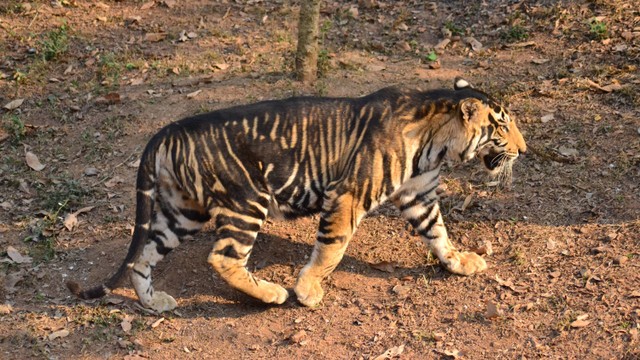 Harimau hitam langka di India. Foto: Shutterstock