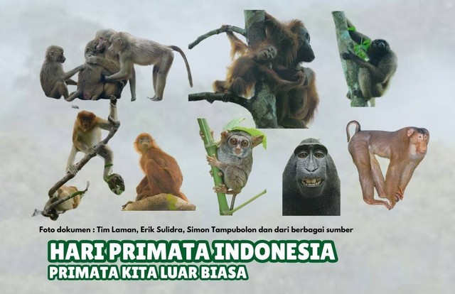 Selamat Hari Primata Indonesia, Primata Kita Luar Biasa