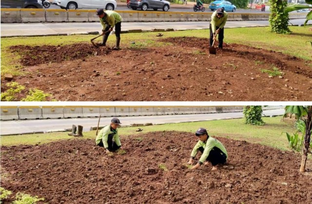 PJLP Dinas Pertamanan dan Hutan Kota yang Sedang Menanam Pohon di Wilayah Jakarta Pusat (Sumber: Gambar Pribadi)