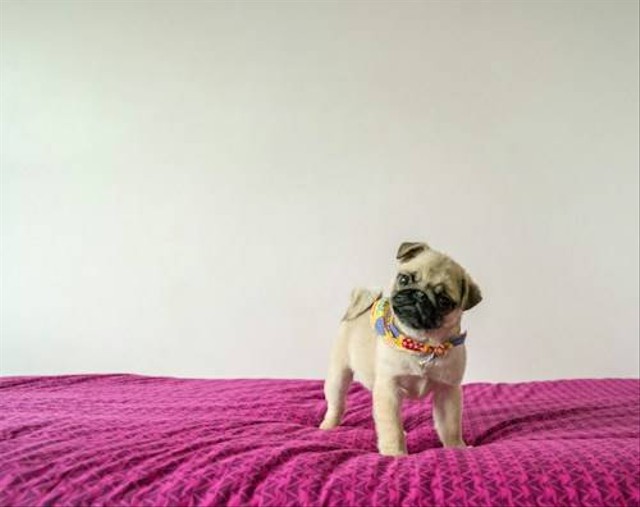 Ilustrasi Fakta Unik Anjing Pug. Sumber: Unsplash