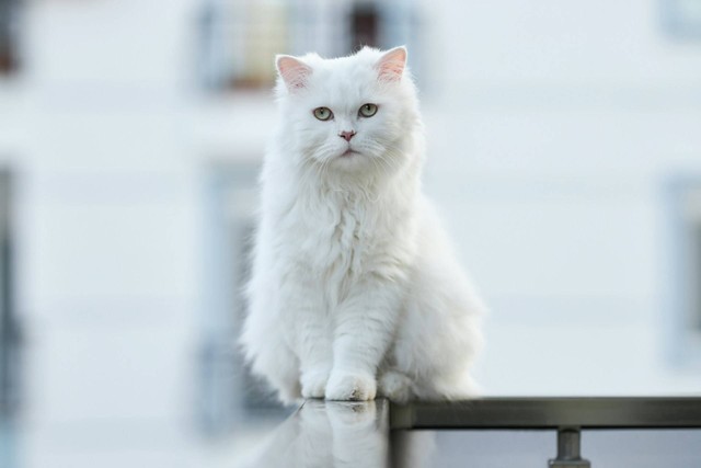 Ilustrasi kucing putih. Sumber foto: Unsplash