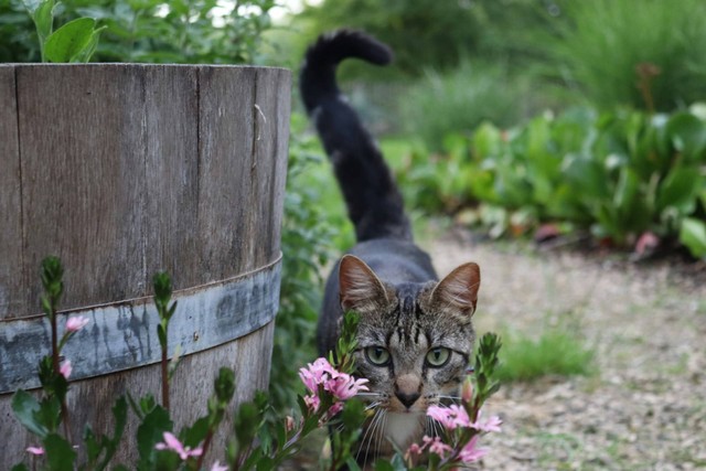 Ilustrasi kucing ekor panjang. Sumber foto: Unsplash