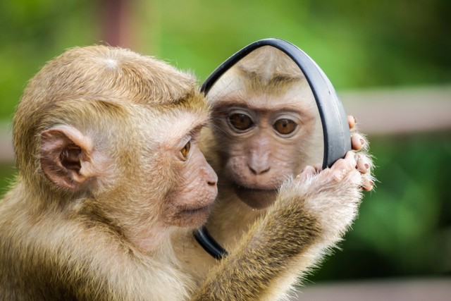 Ilustrasi 20 Kata-Kata tentang Primata. Foto: Pexels/Andre Mouton