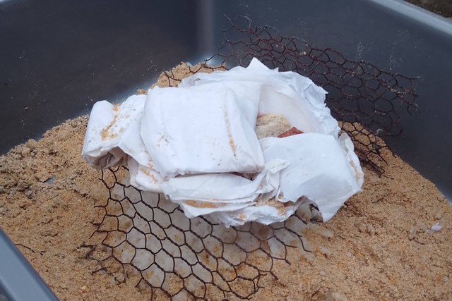 Media penetasan telur maggot menggunakan bubur dan dedak padi. Proses ini menjadi tahapan awal dari keseluruhan siklus maggot. Minggu (21/01/2024). Foto Pribadi