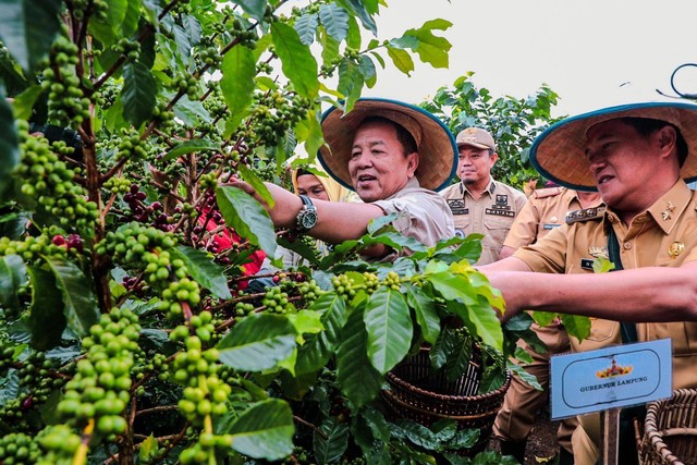 Gubernur Lampung Arinal Djunaidi ikut memanen kopi Arabika dengan tanam sistem pagar milik salah satu petani di Lampung Barat. | Foto : Dok. Pemprov Lampung