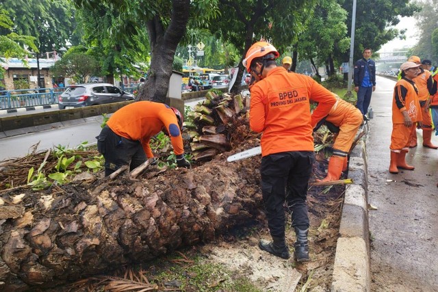 Petugas BPBD DKI Jakarta memotong pohon tumbang, Rabu (31/1/2024). Foto: BPBD DKI Jakarta