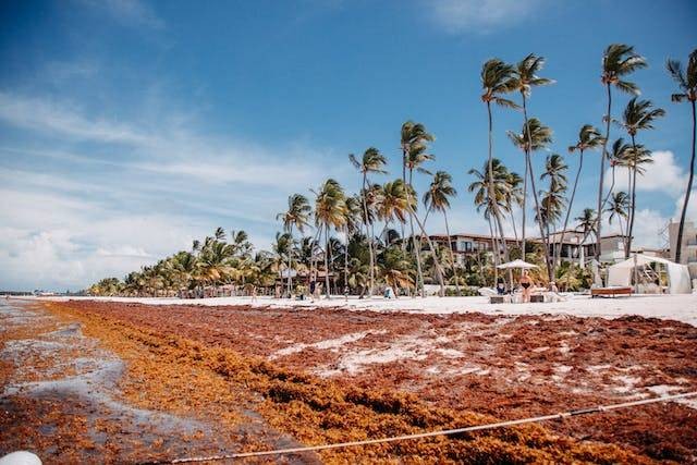 Ilustrasi jenis alga merah yang bermanfaat bagi Industri makanan adalah. Sumber: Pexels/Matheus Bertelli