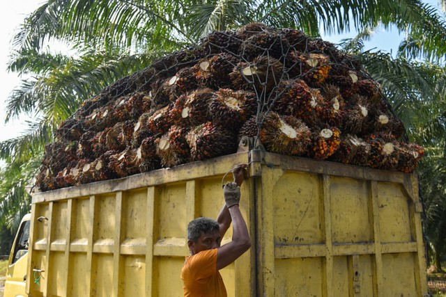 Pekerja memuat buah kelapa sawit ke atas truk di Deli Serdang, Sumatera Utara, Rabu (31/1/2024) Foto: ANTARA FOTO/Fransisco Carolio