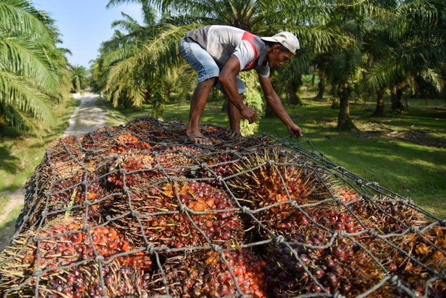 Pekerja menata tandan buah kelapa sawit ke atas truk di Deli Serdang, Sumatera Utara, Rabu (31/1/2024) Foto: ANTARA FOTO/Fransisco Carolio