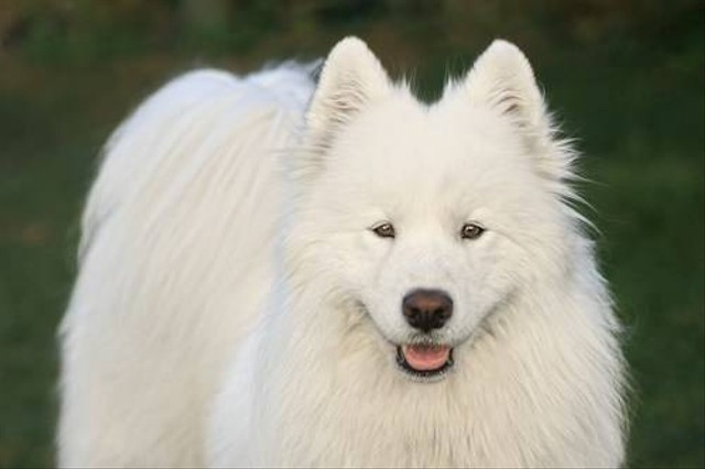 Ilustrasi Fakta Unik Anjing Samoyed. Sumber: Unsplash