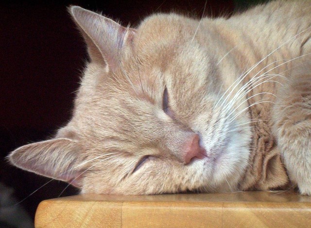 Ilustrasi mengapa kucing tidur terus. Sumber: pixabay