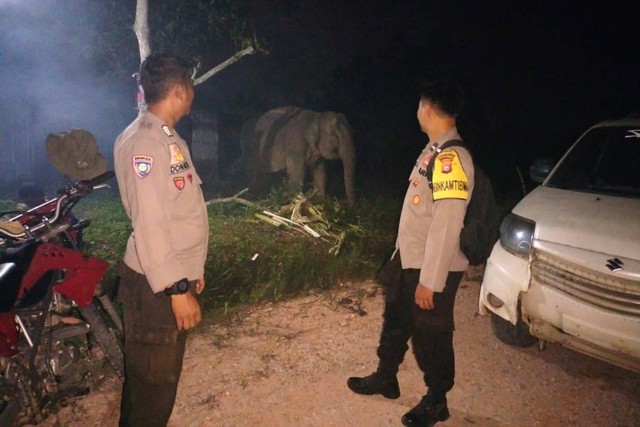 2 Gajah Berkeliaran Dekat Gudang Logistik KPU Pelalawan, Dievakuasi ...