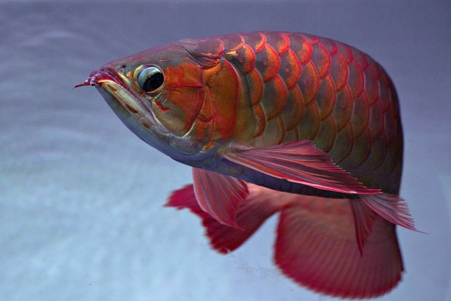 Ilustrasi ikan arwana. Sumber foto: Pixabay