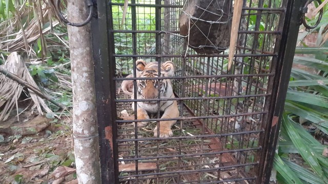 Harimau sumatra masuk kandang jebak di Aceh Selatan. Foto: BKSDA Aceh