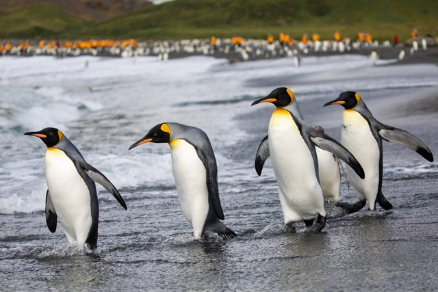 Ilustrasi penguin raja (Aptenodytes patagonicus). Foto: Michelle Sole/Shutterstock