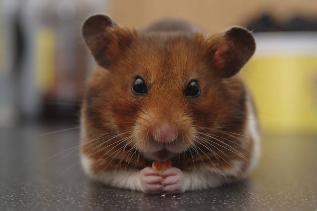 Ilustrasi mainan untuk hamster. Foto: Pixabay