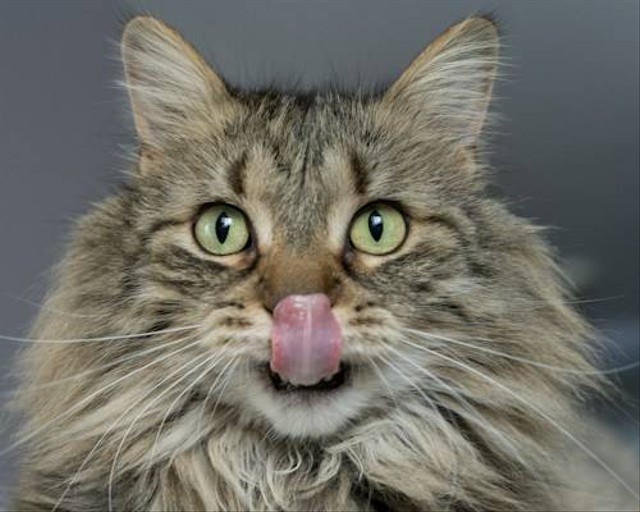 Ilustrasi Apakah Kucing Bisa Menyebabkan Rabies? Sumber: Unsplash