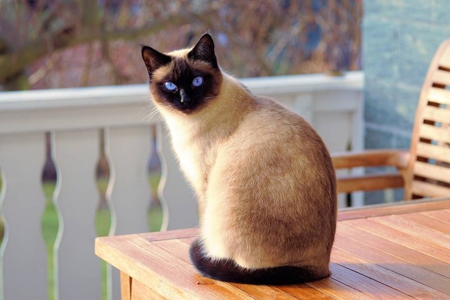 Ilustrasi makanan kucing siam. Sumber: pixabay