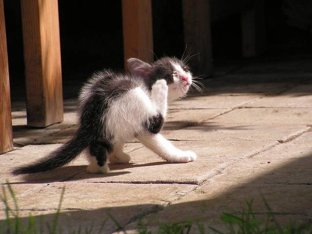 Ilustrasi cara mengobati scabies pada kucing. Sumber: pixabay
