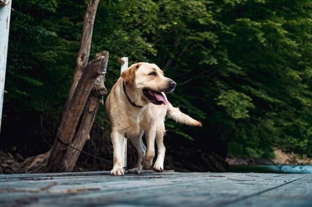 Ilustrasi penyebab anjing ambeien, sumber foto: Vlad Chețan by pexels.com