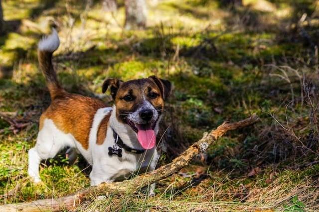 Ilustrasi anjing mengeluarkan liur berlebihan, sumber foto: Pille Kirsi by pexels.com