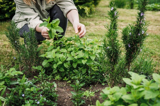 Beberapa jenis tanaman obat di pekarangan rumah. Sumber: https://www.istockphoto.com