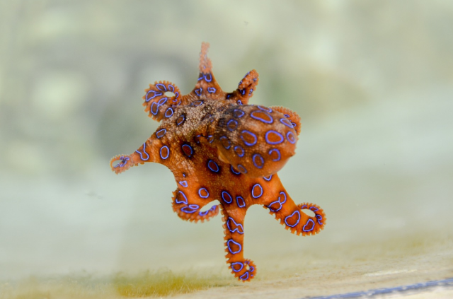 Ilustrasi gurita berkembang biak dengan cara. Sumber foto: pixabay/pen_ash