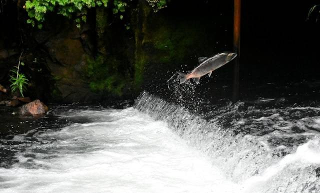 Ilustrasi fakta unik ikan salmon. Foto: Drew Farewell/Unsplash