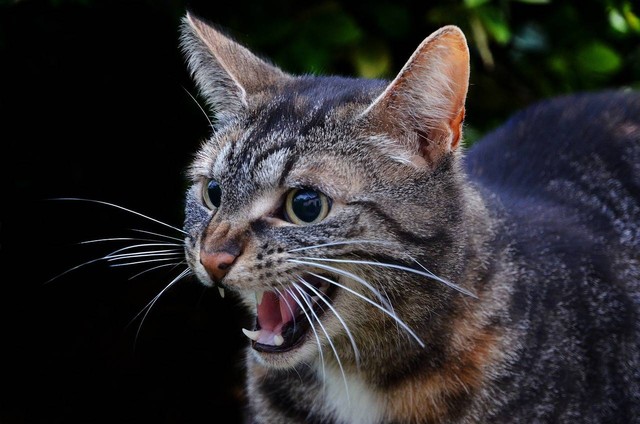 ilustrasi kucing agresif. Sumber foto: Pixabay