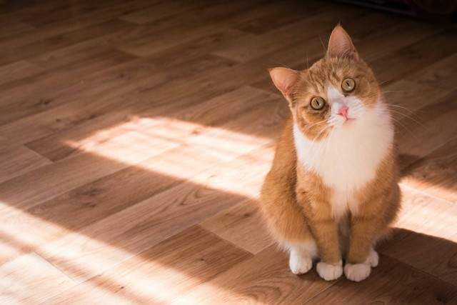 Ilustrasi kucing. Sumber foto: Unsplash