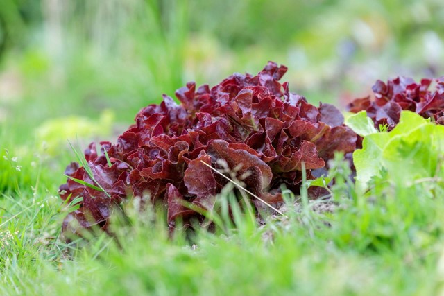 Ilustrasi menanam selada merah di rumah. Sumber foto: Unsplash