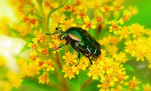 Ilustrasi metamorfosis kumbang. Sumber: www.unsplash.com