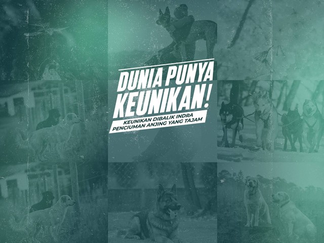 Cover Dunia Punya Keunikan seri Indra Penciuman Anjing. Sumber: Pribadi.