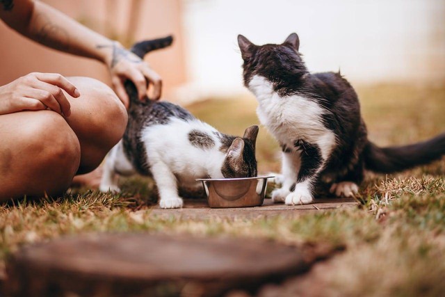 ilustrasi memilih makanan kucing. Sumber foto: Pexels