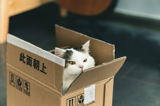 Ilustrasi jenis-jenis pasir kucing. Sumber foto: Unsplash