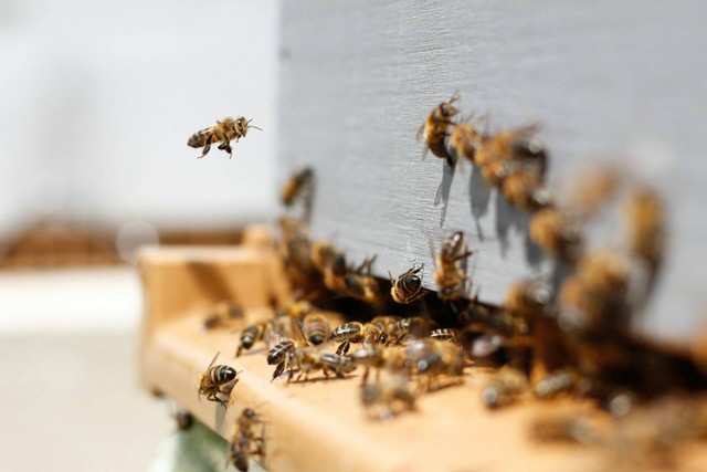 Ilustrasi cara budidaya lebah madu. Sumber foto: pexels