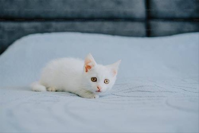 Ilustrasi Cara Melebatkan Bulu Kucing Anggora. Sumber: Unsplash