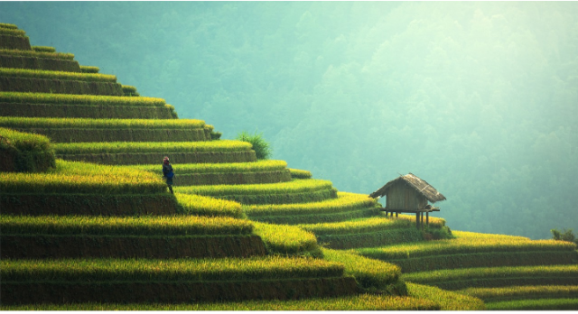 Ilustrasi contoh kegiatan ekonomi agraris. Sumber foto: pixabay/sasint