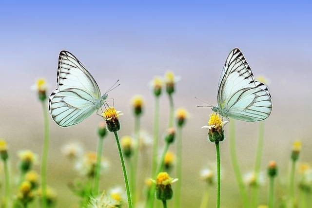 Ilustrasi mengapa serangga senang hinggap di bunga? Sumber foto: Pixabay.com