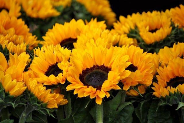 Ilustrasi cara penyerbukan bunga matahari. Sumber: pexels.com/Pixabay