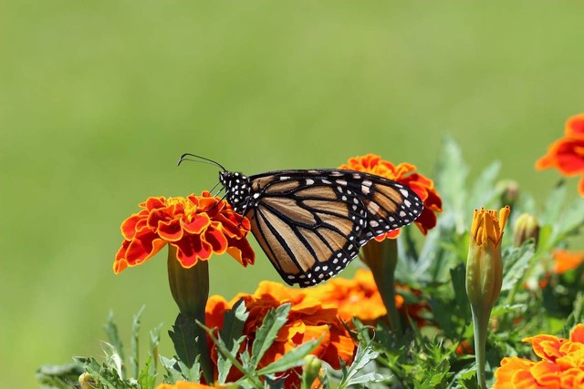 Ilustrasi Bagaimana Kupu-kupu dapat Kembantu Proses Penyerbukan pada Bunga. Sumber: Pexels/Katie Burandt