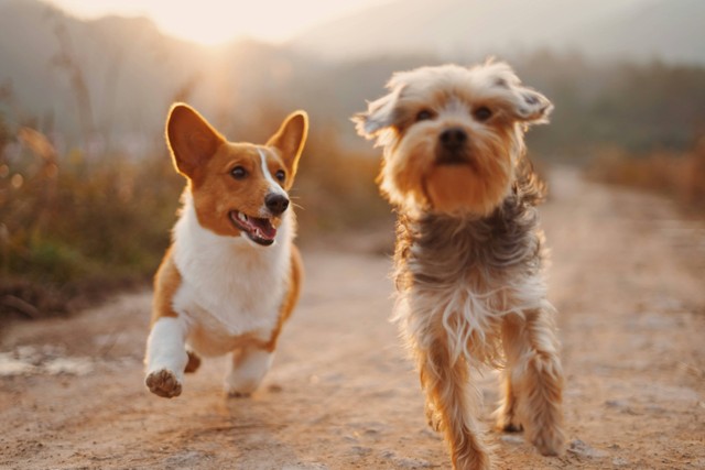 Dogs Ministry. Foto hanya ilustrasi, bukan tempat sebenarnya. Sumber: Unplash/Alvan Nee