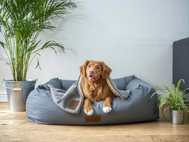Ilustrasi Manfaat Sterilisasi Anjing. Sumber: Unsplash