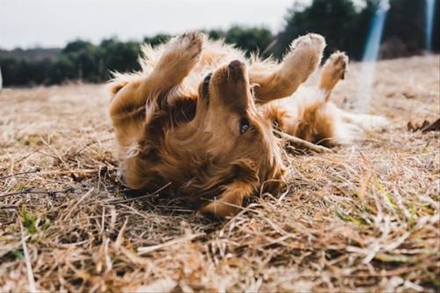 Ilustrasi Alasan Anjing Makan Rumput. Sumber: Unsplash