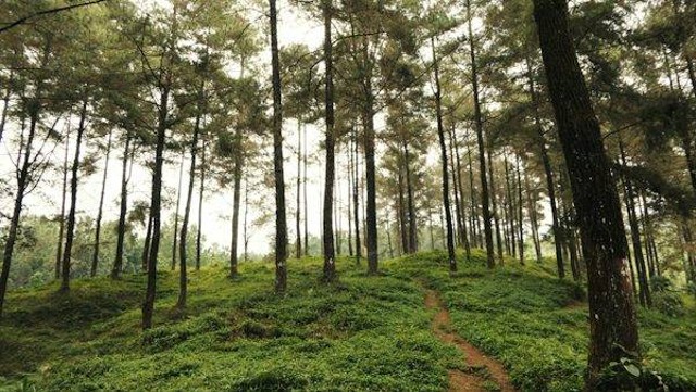 Ilustrasi Gunung Sumbul (Bukan Gambar Sebenarnya)|Unsplash|Utsman Media