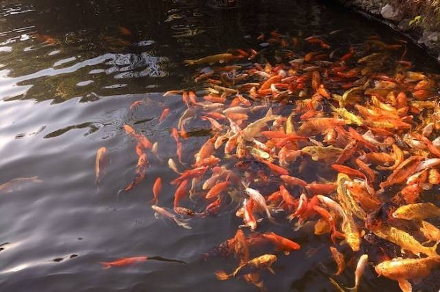 Ilustrasi penyebab ikan flashing, sumber foto: Ally Ross by pexels.com