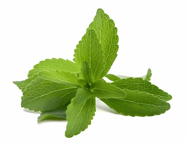 Daun Stevia yang Sudah Dipetik. Sumber : https://www.istockphoto.com/